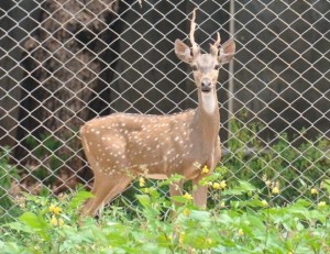 Deer Looking