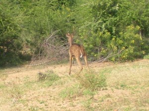 Deer Released