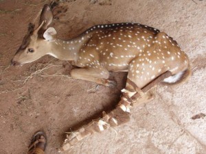 Deer with Leg Splint