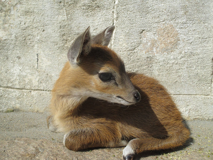Amy the Antelope Baby – Karuna Society for Animals and Nature